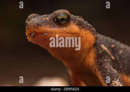 Ein kalifornischer Molch (Taricha torosa), der über den Waldboden läuft, dient seine helle Farbe als Warnung vor seiner Toxizität, da er giftig ist. Stockfoto