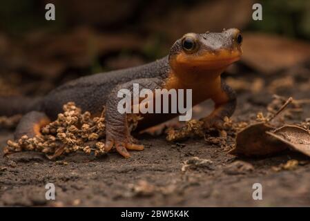 Ein kalifornischer Molch (Taricha torosa), der über den Waldboden läuft, dient seine helle Farbe als Warnung vor seiner Toxizität, da er giftig ist. Stockfoto