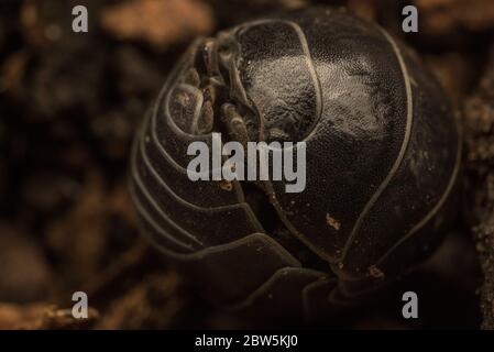 Eine extreme Nahaufnahme eines Pille Bugs (Armadiillidium) Exoskelett, das hilft, es vor verschiedenen Bedrohungen zu schützen. Stockfoto