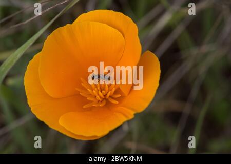 Eine Schweißbiene, die einen kalifornischen Mohn (Eschscholzia californica) in der East Bay bestäubt. Einheimische Bienen sind wichtige Bestäuber der einheimischen Flora. Stockfoto