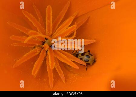 Ein gesenkter Gurkenkäfer (Diabrotica undecimpunctata), der in das Zentrum eines kalifornischen Poppys (Eschschscholzia californica) eingebettet ist. Stockfoto