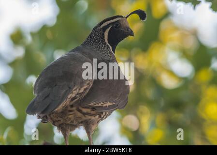 California Wachtel (Callipepla californica) der Staatsvogel von CA, sitzt in einem Baum in der East Bay Region. Stockfoto