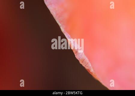 Minimalistische Rose Blume Blütenblatt extreme Nahaufnahme Stockfoto