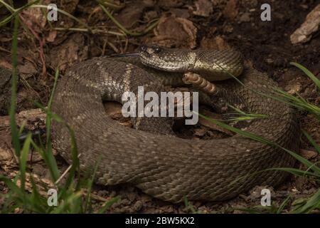 Eine nordpazifische Klapperschlange (Crotalus oreganus), die einzige gefährlich giftige Schlangenart in Nordkalifornien. Stockfoto