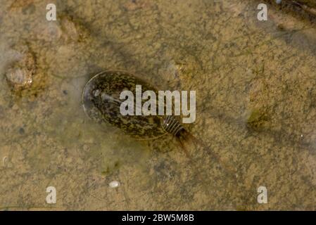 Vernal Pool Kaulquappe Garnelen (Lepidurus packardi) eine bedrohte Art von Schildgarnelen endemisch im zentralen Tal von Kalifornien. Stockfoto