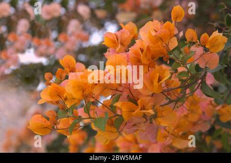 Detail eines Zweiges einer Bougainvillea-Pflanze voller Orangenblumen in einer Landschaftsanlage Stockfoto