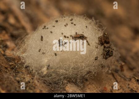 Ein Spinneneiersack auf einem Holzklotz in Berkeley, CA, USA Stockfoto