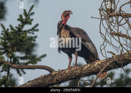 Wilde türkei (Meleagris galopavo) im Tilden Regional Park wurden diese Vögel nach Kalifornien eingeführt und haben sich zu einer etablierten Art entwickelt. Stockfoto