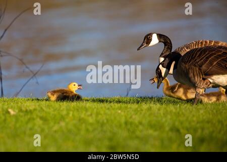 Kanadagans (Branta canadensis) Eltern mit Gänsen, die sich horizontal miteinander unterhalten Stockfoto