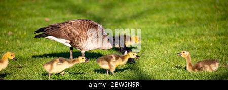 Kanadagans (Branta canadensis) Elternteil mit Gänsen, die mit jedem sprechen, panoramisch Stockfoto