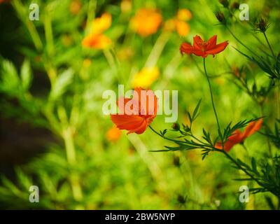 Cosmos sulfureus ist auch bekannt als Schwefel Kosmos und gelben Kosmos blüht im Garten. Weiches fokus mit unscharfem Hintergrund. Stockfoto