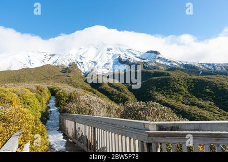 Alpine Vegetation unter Mount Egmont mit schneebedeckten Weg durch Kamahi Wald zu Hängen des Berges, Taranaki Neuseeland. Stockfoto