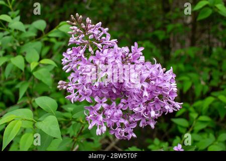 Nahaufnahme abstrakte Ansicht der schönen chinesischen lila Blume Cluster in voller Blüte, mit unfokussierten Hintergrund Stockfoto