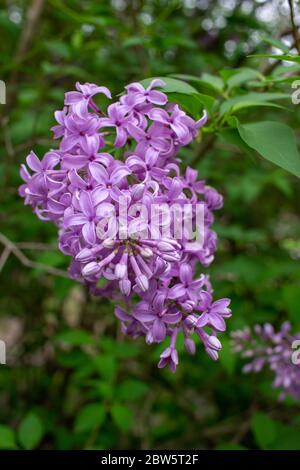 Nahaufnahme abstrakte Ansicht der schönen chinesischen lila Blume Cluster in voller Blüte, mit unfokussierten Hintergrund Stockfoto