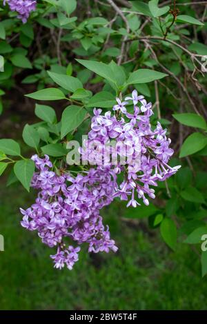 Nahaufnahme abstrakte Ansicht der schönen chinesischen lila Blume Cluster in voller Blüte, mit unfokussierten Hintergrund Stockfoto