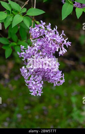 Nahaufnahme abstrakte Ansicht der schönen chinesischen lila Blume Cluster in voller Blüte, mit unfokussierten Hintergrund Stockfoto