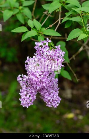 Nahaufnahme abstrakte Ansicht der schönen chinesischen lila Blume Cluster in voller Blüte, mit unfokussierten Hintergrund Stockfoto