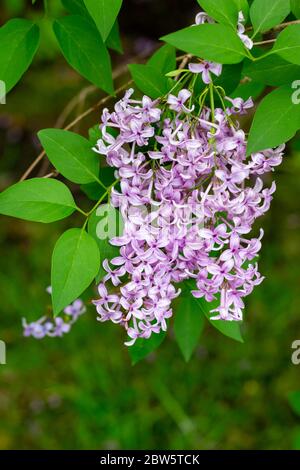 Nahaufnahme abstrakte Ansicht der schönen chinesischen lila Blume Cluster in voller Blüte, mit unfokussierten Hintergrund Stockfoto