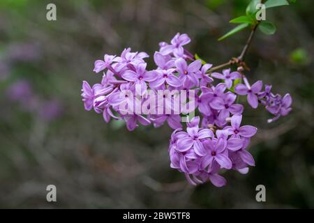 Nahaufnahme abstrakte Ansicht der schönen chinesischen lila Blume Cluster in voller Blüte, mit unfokussierten Hintergrund Stockfoto