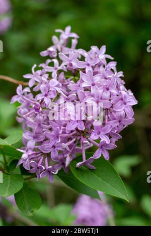 Nahaufnahme abstrakte Ansicht der schönen chinesischen lila Blume Cluster in voller Blüte, mit unfokussierten Hintergrund Stockfoto