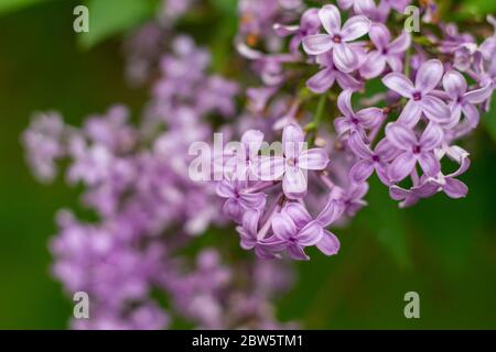 Nahaufnahme abstrakte Ansicht der schönen chinesischen lila Blume Cluster in voller Blüte, mit unfokussierten Hintergrund Stockfoto