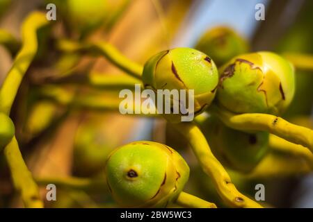 Frische neugeborene Baby Kokosnüsse auf einer Kokosnussbaumplantage.Angruppierung von frischen Baby Kokosnusspalmenfrüchten auf seinem Baum. Achinga , Kleine Kokosnuss, Kleine Kokosnuss Stockfoto