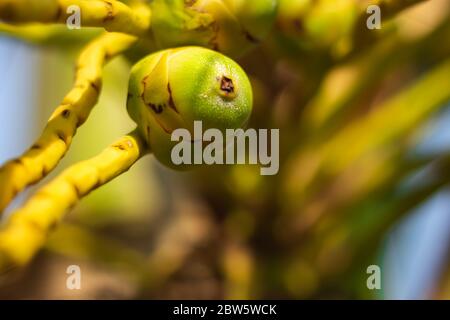 Frische neugeborene Baby Kokosnüsse auf einer Kokosnussbaumplantage.Angruppierung von frischen Baby Kokosnusspalmenfrüchten auf seinem Baum. Achinga , Kleine Kokosnuss, Kleine Kokosnuss Stockfoto