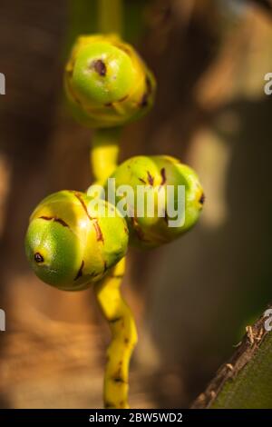 Frische neugeborene Baby Kokosnüsse auf einer Kokosnussbaumplantage.Angruppierung von frischen Baby Kokosnusspalmenfrüchten auf seinem Baum. Achinga , Kleine Kokosnuss, Kleine Kokosnuss Stockfoto