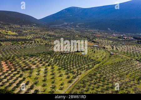 Olivenfelder in Griechenland, Olivenbäume in Luftaufnahme Stockfoto