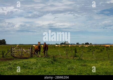 Schönes erwachsenes braun-weißes Pferd im Feld. Zweifarbiges Tier für die Feldarbeit. Stockfoto