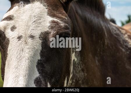 Schönes erwachsenes braun-weißes Pferd im Feld. Zweifarbiges Tier für die Feldarbeit. Stockfoto