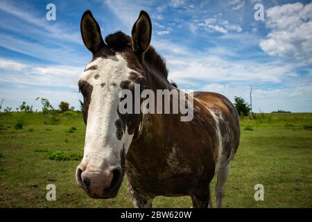 Schönes erwachsenes braun-weißes Pferd im Feld. Zweifarbiges Tier für die Feldarbeit. Stockfoto