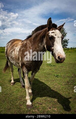 Schönes erwachsenes braun-weißes Pferd im Feld. Zweifarbiges Tier für die Feldarbeit. Stockfoto