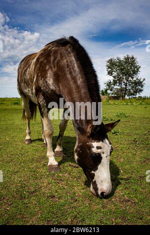 Schönes erwachsenes braun-weißes Pferd im Feld. Zweifarbiges Tier für die Feldarbeit. Stockfoto