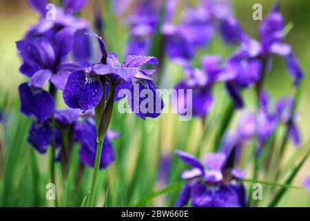 Lila Irises Nahaufnahme nach dem Regen Stockfoto