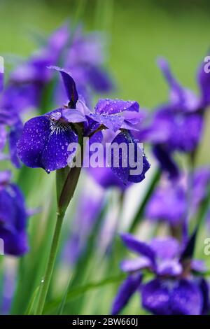 Lila Irises Nahaufnahme nach dem Regen Stockfoto