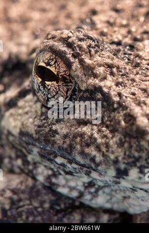 Nahaufnahme des Baumfrosches Stockfoto