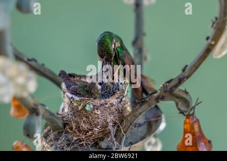 Erwachsene Kolibri füttert seine Nestlinge im Nest. Das Nest wird in einer Lampe gemacht Stockfoto