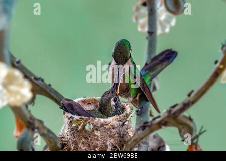 Erwachsene Kolibri füttert seine Nestlinge im Nest. Das Nest wird in einer Lampe gemacht Stockfoto