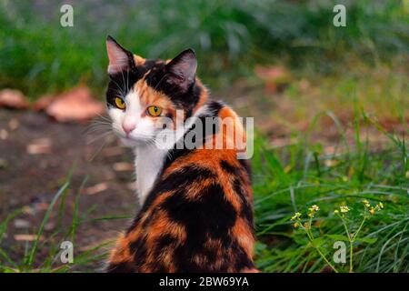Neugierige Calico Katze draußen sitzen. predator im Herbstgarten Stockfoto
