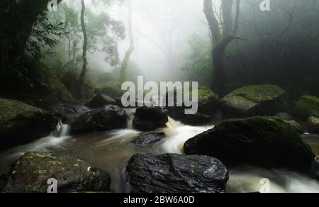 Fluss fließt durch Regenwald in Kerala, munnar Stockfoto