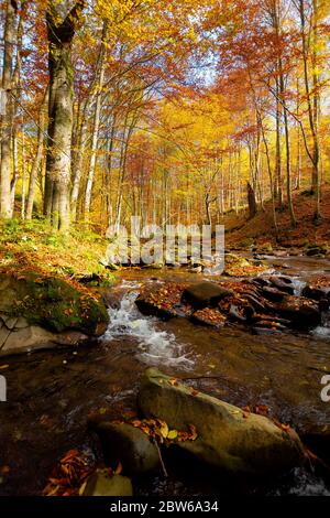 Gebirgsfluss im Herbstwald. Herbstlandschaft. Felsen im Fluss, der durch Wald am Fuße des Berges fließt Stockfoto