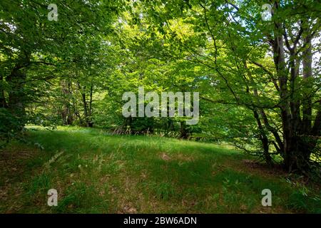 Buchenwald im Sommer. Bäume in üppig grünen Laub. Schöne Naturlandschaft Stockfoto