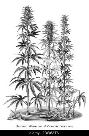 Cannabis Indica Baum botanischen Vintage Gravur Illustration schwarz und weiß Clip Art isoliert auf weißem Hintergrund Stockfoto