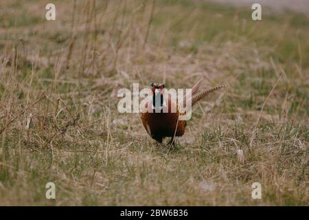 Ringhalsfasan in Vantaa, Finnland Stockfoto