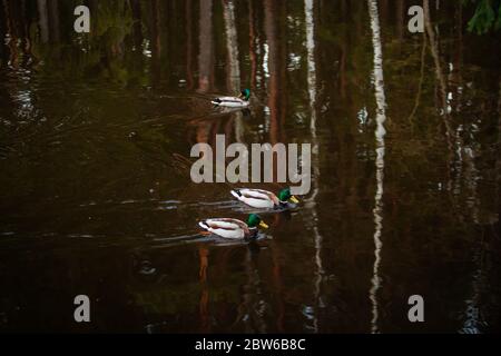 Enten in finnischen Wäldern, Waldspiegelung Stockfoto