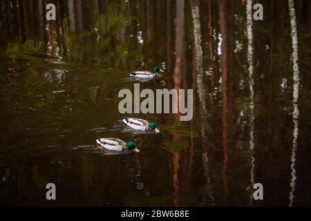 Enten in finnischen Wäldern, Waldspiegelung Stockfoto