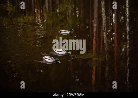 Enten in finnischen Wäldern, Waldspiegelung Stockfoto