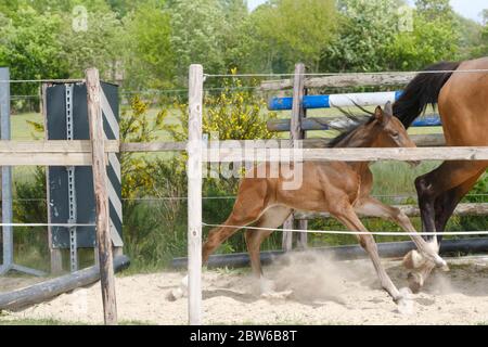 Eine Woche altes Stutenfohlen spielt, springt über ein Hindernis, hinter einem Zaun, fröhliches, aktives braunes Fohlen Stockfoto