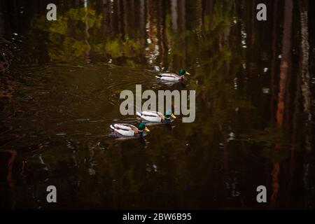 Enten in finnischen Wäldern, Waldspiegelung Stockfoto